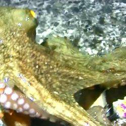 焼津　石津浜でアオリイカ　湾内で太刀魚、タコ、コウイカの釣果